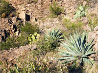 Desert plants