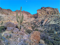 Saguaro and boulders