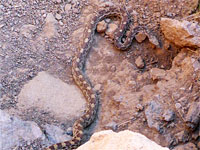 Gopher snake