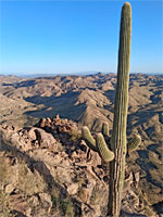 Tall saguaro
