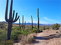 Saguaro by the trail