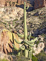 Multi-arm saguaro