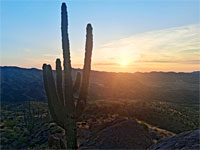 Saguaro at sunset