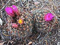 Colorado cacti