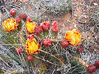 Opuntia cactus