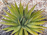 Small Utah agave plant