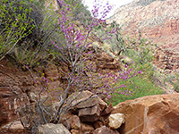 Pink-flowered shrub