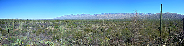 Saguaro National Park