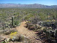 Loma Verde Trail