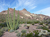 Organ pipe and cholla