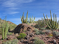 Group of organ pipes