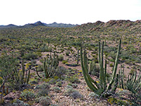 Cactus plain