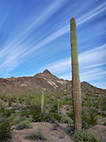 Tall saguaro cactus