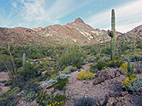 Desert plants