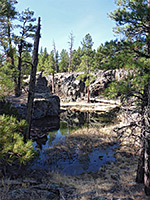 Pool and trees