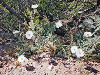 Prickly poppy