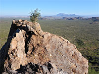 Bush on a rock