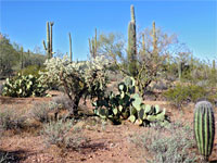 Cacti