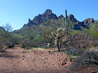 Cholla and palo verde