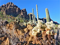 Teddy bear cholla