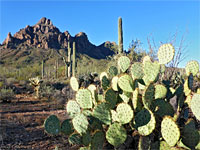 Opuntia