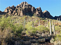 Palo verde
