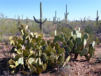Opuntia and saguaro