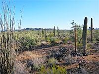 Saguaro plain