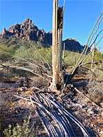Saguaro ribs
