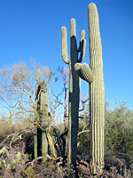 Group of saguaro