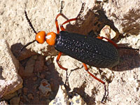 Master blister beetle