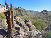 Saguaro stump