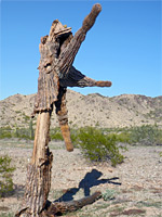 Dead saguaro