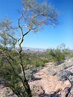 Palo verde