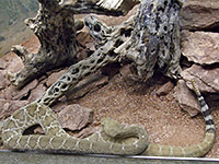 Red diamond rattlesnake