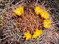 California barrel cactus