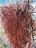 A red bush