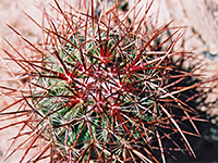 Ferocactus spines