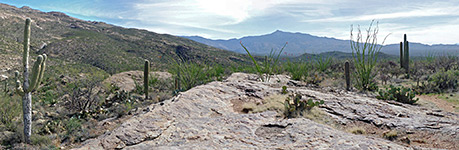 Saguaro National Park