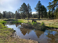 Pond