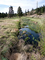 Shallow pool