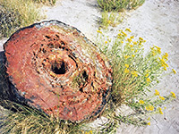 Flowers and a petrified log