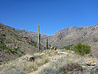 Two saguaro