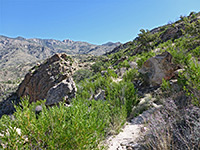 Sabino Canyon Trail