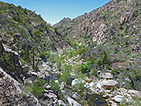 Trees in the canyon