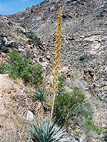 Flowers of desert spoon