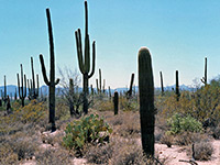 Cacti in Saguaro West