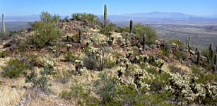 Saguaro and cholla