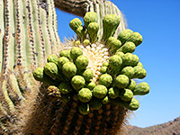 Saguaro flower buds