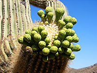 Saguaro